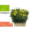 product/img.floraplaza.nl/14646-70-LIVE_fotos-0x3477E740C93872DE50F1B3777CE6AB43933AE403.jpg