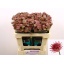 product/img.floraplaza.nl/14751-50-LIVE_fotos-0xA2EDFEE39F3E22B0AE4181961DF31D0A0CF70FBE.jpg