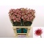 product/img.floraplaza.nl/14751-60-LIVE_fotos-0x4919DF0BE4C226A89618528C255061AD24D4162B.jpg