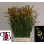 product/img.floraplaza.nl/14764-60-LIVE_fotos-0x3FE4B42521571E79B629ADEF7EFD27BE8DED11A3.jpg