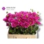 product/img.floraplaza.nl/14874-50-LIVE_fotos-0x97D7EB0E0E9A4012B4DB4307023FF34BC7C50C10.jpg