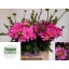 product/img.floraplaza.nl/14874-50-LIVE_fotos-0xB0F9049B01C709355AA54FEA97787CA4EC7F03B6.jpg