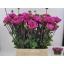 product/img.floraplaza.nl/14874-50-LIVE_fotos-0xBB86516AFAFFAB0A9237C410E0E01C4E6BA32946.jpg