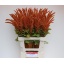 product/img.floraplaza.nl/14893-70-LIVE_fotos-0xAE4A67C16D58D04B27CC02AFCB22E66815EAFA55.jpg