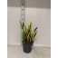 product/img.floraplaza.nl/14992-21-LIVE_fotos-0x51F6D205C93DCEC6C70C610561ABAD0987A0A504.jpg