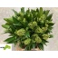 product/img.floraplaza.nl/15047-35-LIVE_fotos-0x26CDAD874857EA493DFAC12A41BC6564A88EDEA6.jpg