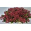 product/img.floraplaza.nl/15049-45-LIVE_fotos-0xEC857FDD6A4F9B68330F97E8A8CA6FB0120BDD9C.jpg