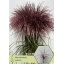 product/img.floraplaza.nl/15095-120-LIVE_fotos-0xD0CE1C6C92A6E7182C844A0AA20F932523C9DD56.jpg