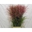 product/img.floraplaza.nl/15095-90-LIVE_fotos-0xD802775AFEA5A93A478B58FEE80A2537791E8F90.jpg