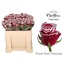 product/img.floraplaza.nl/15126-50-LIVE_fotos-0xA4A99C2EA74419A68C307876B55FDD7AA79E1B92.jpg