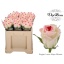 product/img.floraplaza.nl/15126-50-LOVE-LIVE_fotos-0xF875169B91786415F7D6A4C1281596E0BA5B90D3.jpg
