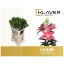product/img.floraplaza.nl/15142-90-LIVE_fotos-0x5BE6DD077BBE867AF8D3938CE39BE7BBD9A3EBE2.jpg