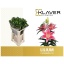product/img.floraplaza.nl/15142-90-LIVE_fotos-0xFA0DE7F035E71D538A69DDD571D1523E3465A756.jpg
