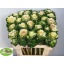 product/img.floraplaza.nl/15155-50-LIVE_fotos-0x99E64A7FE21563CD3ECEE805ABC67440663D11E1.jpg