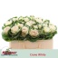 product/img.floraplaza.nl/15155-50-LIVE_fotos-0xA7F1B56A8B5FA6059E0D8244C136E9E630873454.jpg