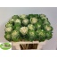 product/img.floraplaza.nl/15155-55-LIVE_fotos-0x0AFFEB8F57534BB0F4D9850CF5BB40591CD237FA.jpg