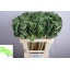product/img.floraplaza.nl/15155-55-LIVE_fotos-0x3641BF91EEFE4FE258EC4D4802FB30FC8C70603A.jpg