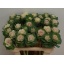 product/img.floraplaza.nl/15155-55-LIVE_fotos-0x91C90D2EF9EC1CE289CA008259ABB2E6CCBCBDD3.jpg