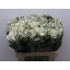 product/img.floraplaza.nl/15155-60-LIVE_fotos-0x7A7F773CA78C23E228A1973E008EEB1DDB4EF38D.jpg