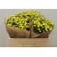 product/img.floraplaza.nl/15180-50-LIVE_fotos-0x7BBA10249ADDEBA721E6DAFD104BBCD15AAA8E9A.jpg
