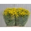 product/img.floraplaza.nl/15180-60-LIVE_fotos-0xEACE72A3663AA749AA7B94A19552B4B2474792BA.jpg