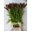 product/img.floraplaza.nl/15273-80-LIVE_fotos-0x2C90B90F3369550CA0F46CDA5FB31F0470126597.jpg