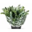 product/img.floraplaza.nl/15435-50-LIVE_fotos-0x809A7BE2550C28E8A4E2426B364D2FB9CCF1F870.jpg