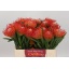 product/img.floraplaza.nl/15439-35-LIVE_fotos-0x2B6788FEFDDDDBCE0D8DEFE7E157B697867A1FC1.jpg