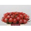 product/img.floraplaza.nl/15439-35-LIVE_fotos-0xF68431EC87DB5B00ED11C1A2892EE4AF22BFD703.jpg