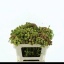 product/img.floraplaza.nl/15440-50-LIVE_fotos-0x7C36B7FA478EF7251EA62B9386FEF65B1B01954B.jpg
