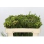 product/img.floraplaza.nl/15440-50-LIVE_fotos-0xA0D3A25479B9DD45C75E92FE1A97F552CB645EE0.jpg