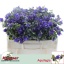 product/img.floraplaza.nl/15530-50-LIVE_fotos-0xD170140E041DEFE46B3A61471EEC5CCA805D7E78.jpg