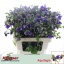 product/img.floraplaza.nl/15530-50-LIVE_fotos-0xF04446CB0F4438825BE6914673307624F34068D9.jpg