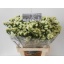 product/img.floraplaza.nl/15622-70-LIVE_fotos-0x8DE7FE9F0CAB07BF91370F57BC1AC50A7DB60DE9.jpg
