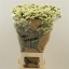 product/img.floraplaza.nl/15622-80-LIVE_fotos-0x4A93EC032320B82A1E62008A56BC512EF5D2FBB7.jpg