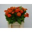 product/img.floraplaza.nl/15627-40-LIVE_fotos-0xAF2E425AEEC9D95DA04373D68F937E85BC10C738.jpg