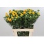 product/img.floraplaza.nl/15746-60-LIVE_fotos-0x0A151B4AD12A8382CBBB0B09D3521D07C1E8F003.jpg