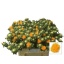 product/img.floraplaza.nl/15746-60-LIVE_fotos-0xE4629D59DF5D64AC86939DD72A33EA643B46748E.jpg