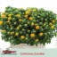 product/img.floraplaza.nl/15746-60-LIVE_fotos-0xE96F40448C6E4C6E88F4121BF93A9C97089390DF.jpg