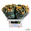 product/img.floraplaza.nl/15746-80-LIVE_fotos-0x9127C30FC6A1796EBFF712BAE01FDE92BEA46DA1.jpg