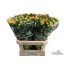 product/img.floraplaza.nl/15746-80-LIVE_fotos-0xF847E18C6F727F4CAC87D58BB95F8C2FD5A336FC.jpg