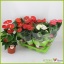 product/img.floraplaza.nl/15925-17-LIVE_fotos-0x70F4412935E126318F644D944587A11ECF82CE4D.jpg