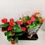 product/img.floraplaza.nl/15925-17-LIVE_fotos-0x727EE77FE709CC982BBA0CFAA4CA72C45330595E.jpg