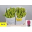 product/img.floraplaza.nl/1594-LIVE_fotos-0xABA5EEA3C362ADC8E15B4FAB821D9B957CC26D5A.jpg
