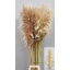 product/img.floraplaza.nl/165-180-LIVE_fotos-0xB50B17FC64E9F92C0FBEC778CF38E91697693C03.jpg