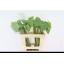 product/img.floraplaza.nl/16509-55-LIVE_fotos-0x9FC8B34D2E2B8914EDD8AA971A5F66D18085C62E.jpg