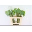 product/img.floraplaza.nl/16509-55-LIVE_fotos-0xC9D26868D2FA97A9A87352F5EC2ABE49976FE3FD.jpg