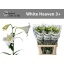 product/img.floraplaza.nl/16549-90-LIVE_fotos-0x2C669955AFEB9639C3D135120C87DE110CD8D712.jpg