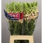 product/img.floraplaza.nl/16741-70-LIVE_fotos-0xF8BE85DB9BB8D77D0EFB859FB0567D7114879353.jpg