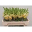 product/img.floraplaza.nl/16741-75-LIVE_fotos-0x0FF3A4DD11F2F055E09FE9ECA5CED5530AAEBBFE.jpg